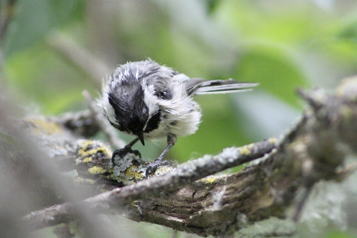 Black-capped Chickadee - ML620870242