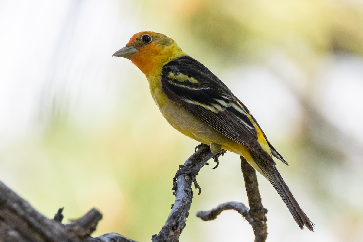 Western Tanager - ML620870245