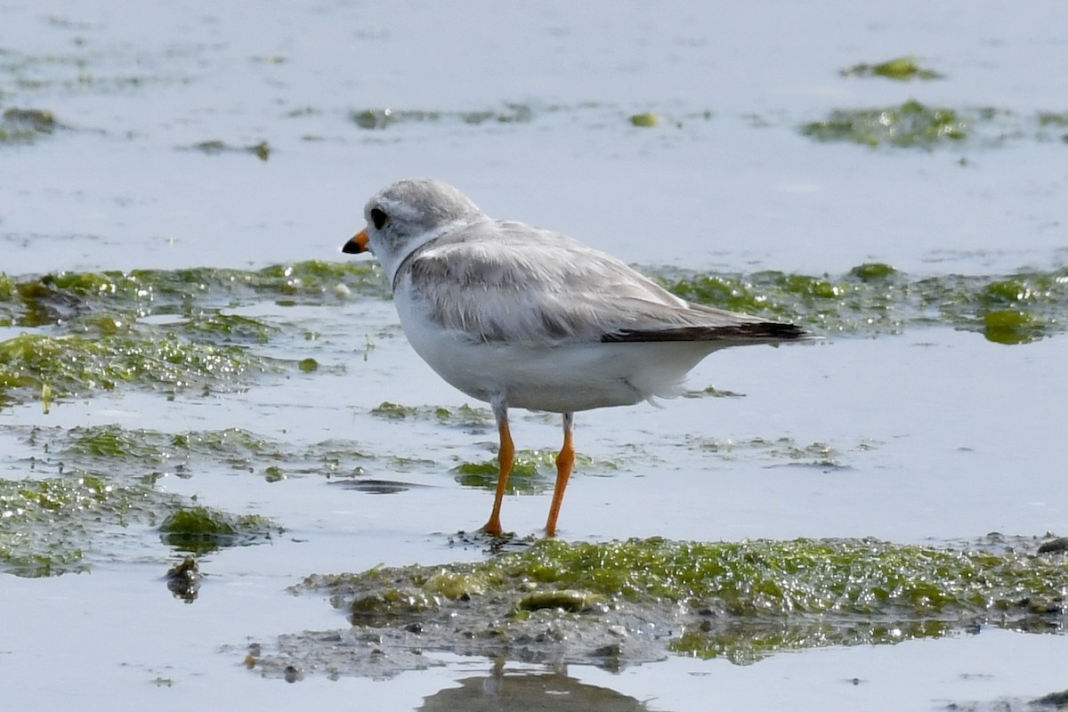 Piping Plover - ML620870249