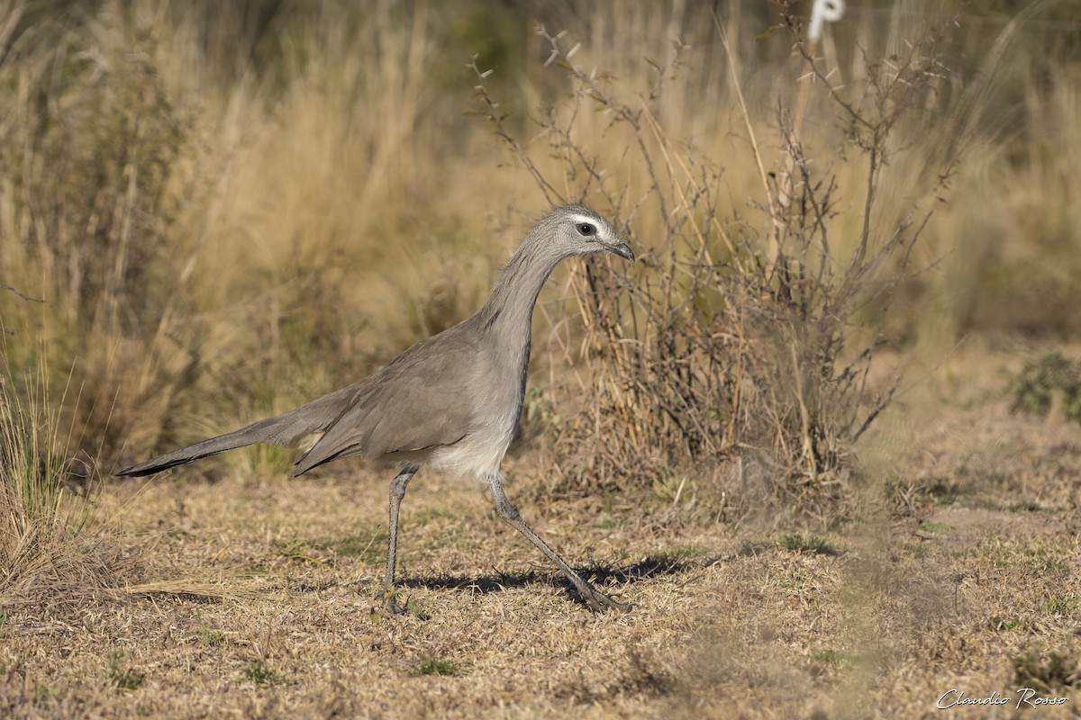 Black-legged Seriema - Claudio Rosso