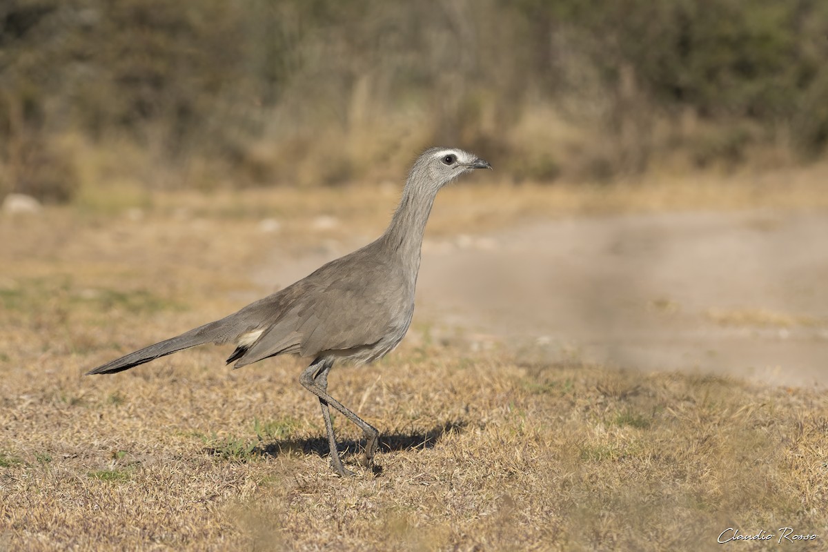 Black-legged Seriema - ML620870254