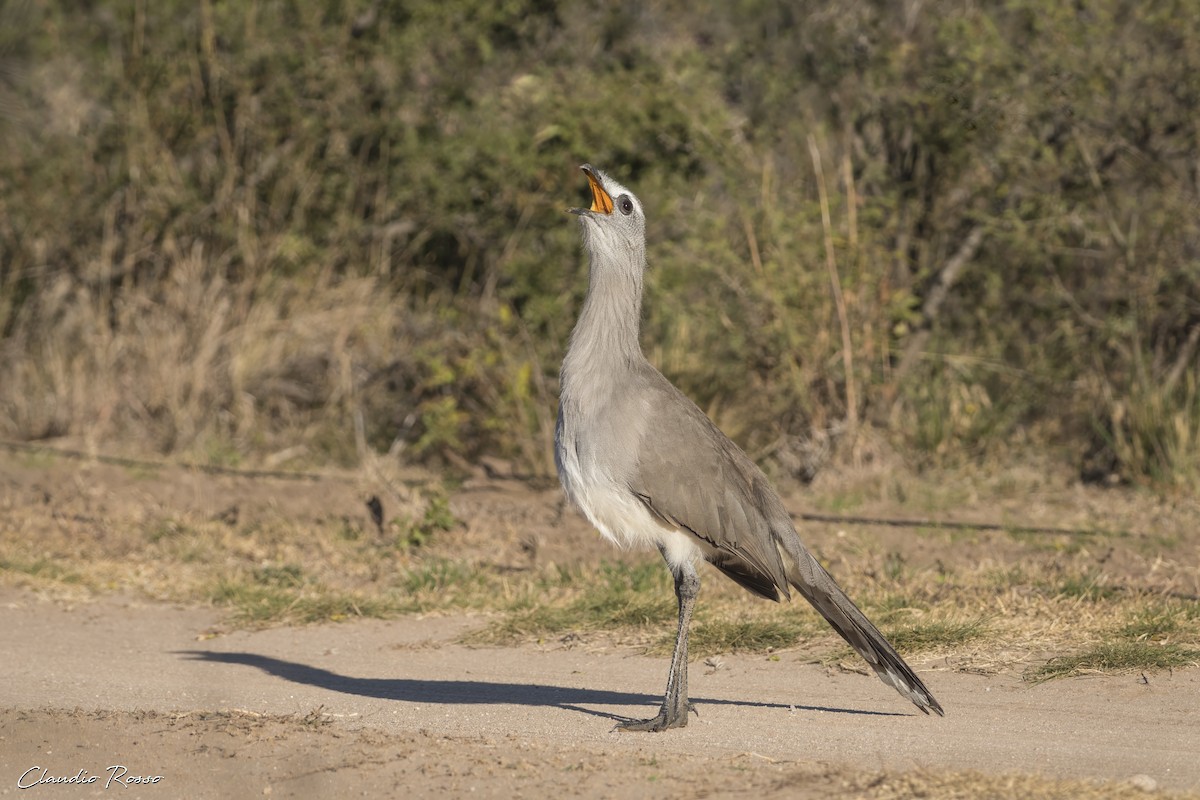 Black-legged Seriema - ML620870255