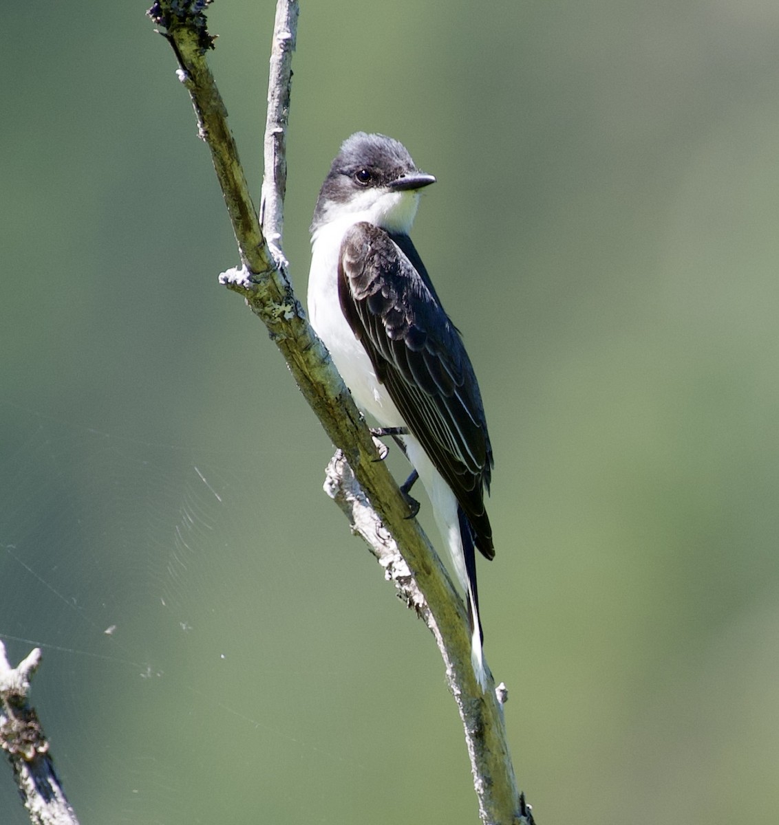 Eastern Kingbird - ML620870256