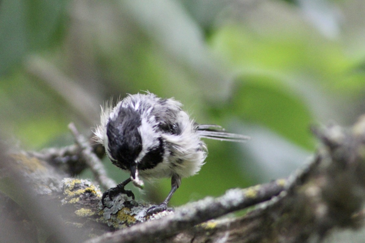 Black-capped Chickadee - ML620870259