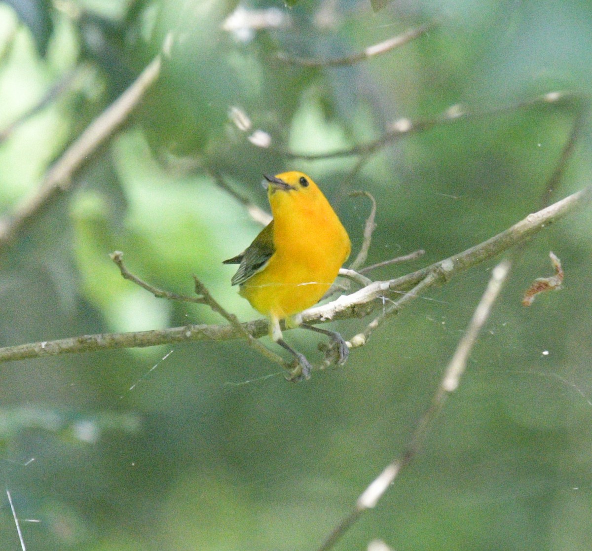 Prothonotary Warbler - ML620870260