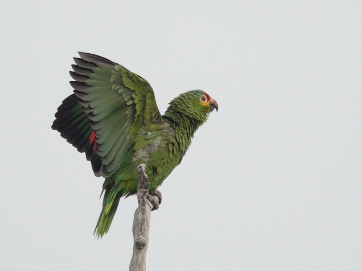 Red-lored Parrot - ML620870261