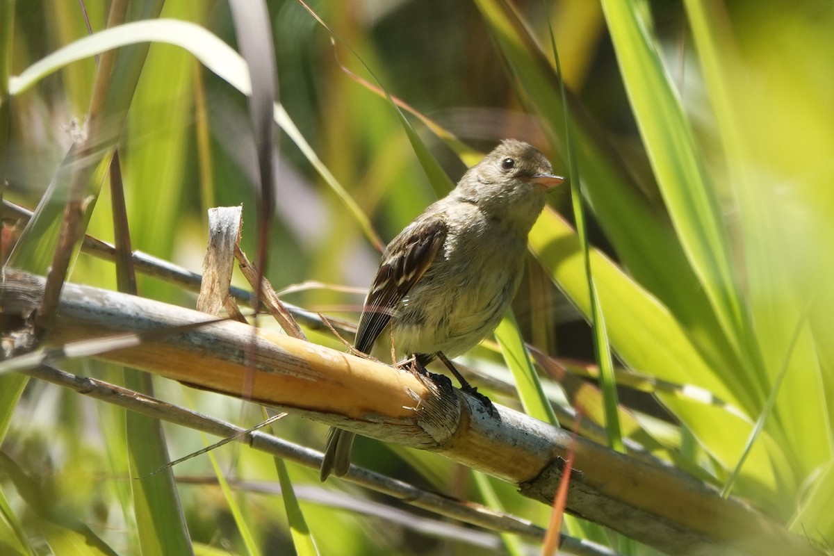 Western Flycatcher - ML620870265