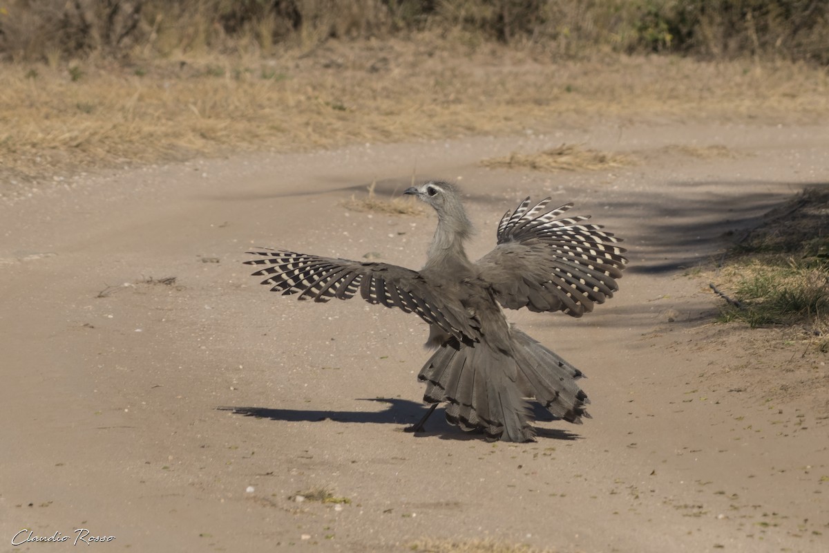 Black-legged Seriema - ML620870266