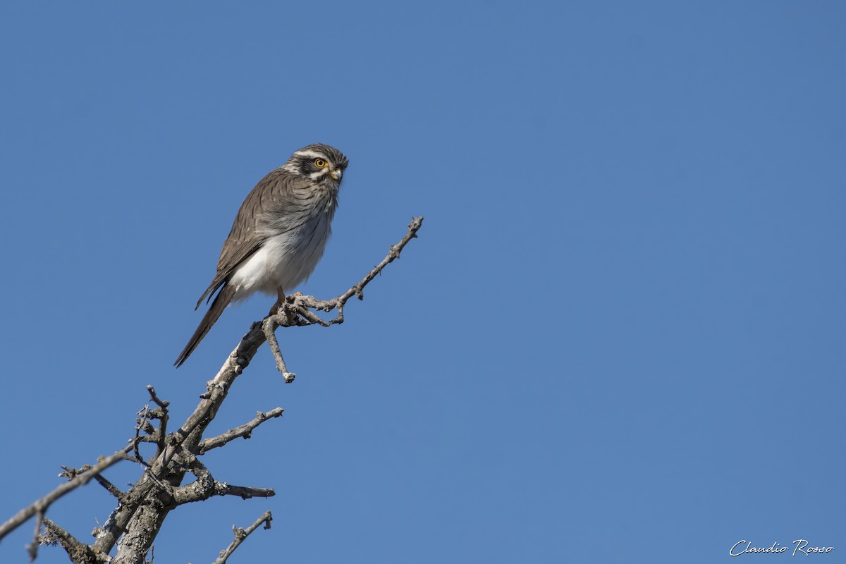 Spot-winged Falconet - ML620870270