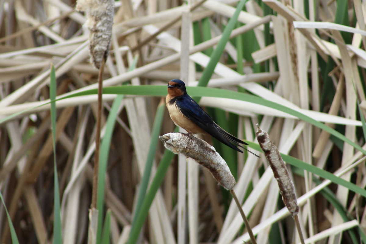 Hirondelle rustique (erythrogaster) - ML620870283