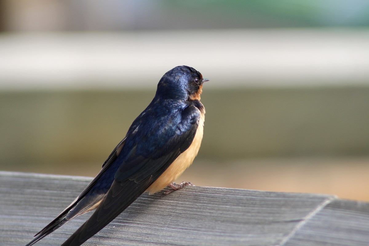 Golondrina Común (americana) - ML620870284