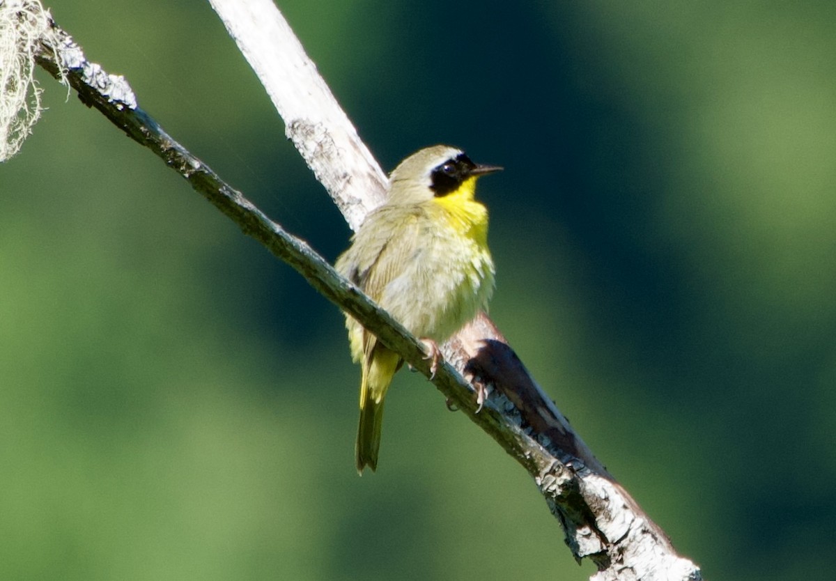 Common Yellowthroat - ML620870288