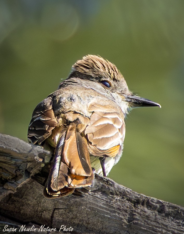 Ash-throated Flycatcher - ML620870297