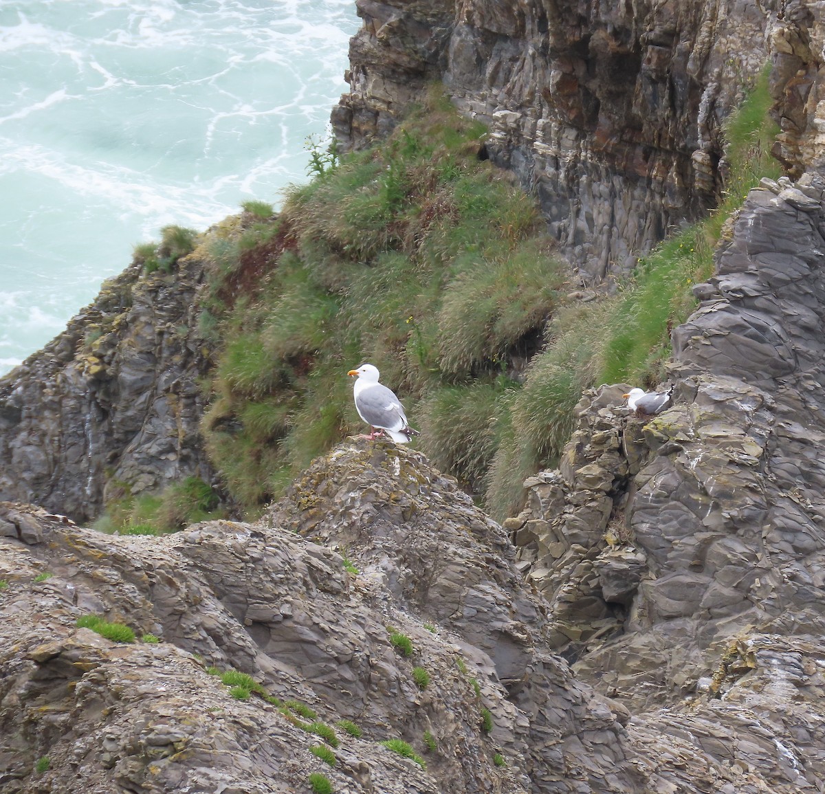 Gaviota Occidental - ML620870298