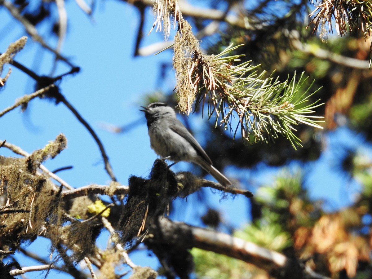 Mountain Chickadee - ML620870299