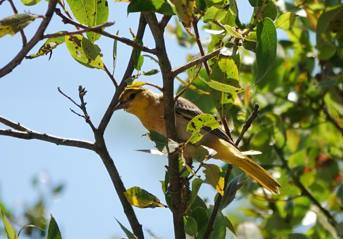 Bullock's Oriole - ML620870303