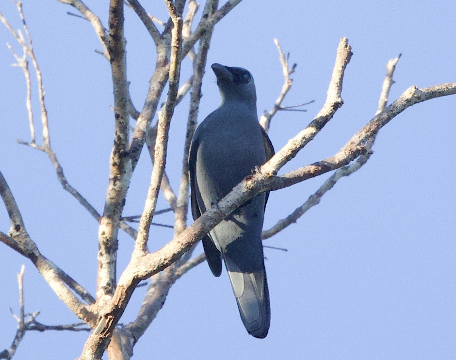 Stout-billed Cuckooshrike - ML620870318