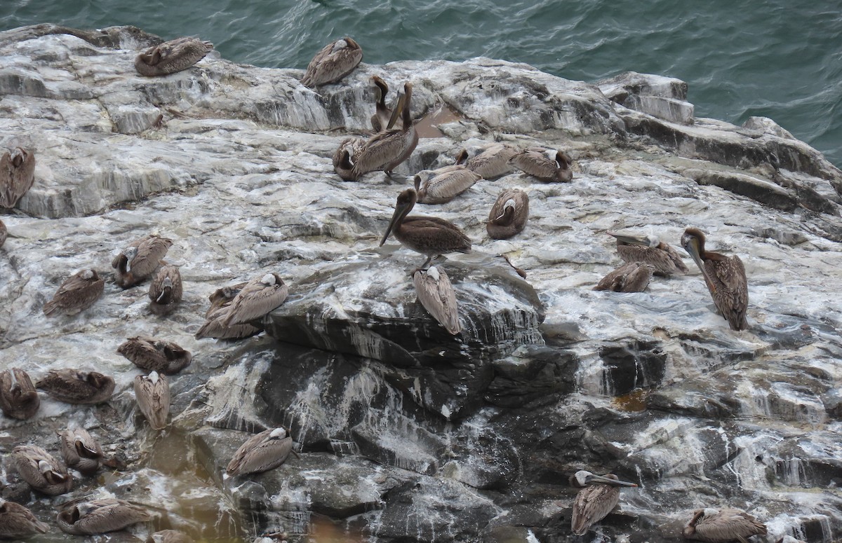 Brown Pelican - ML620870319