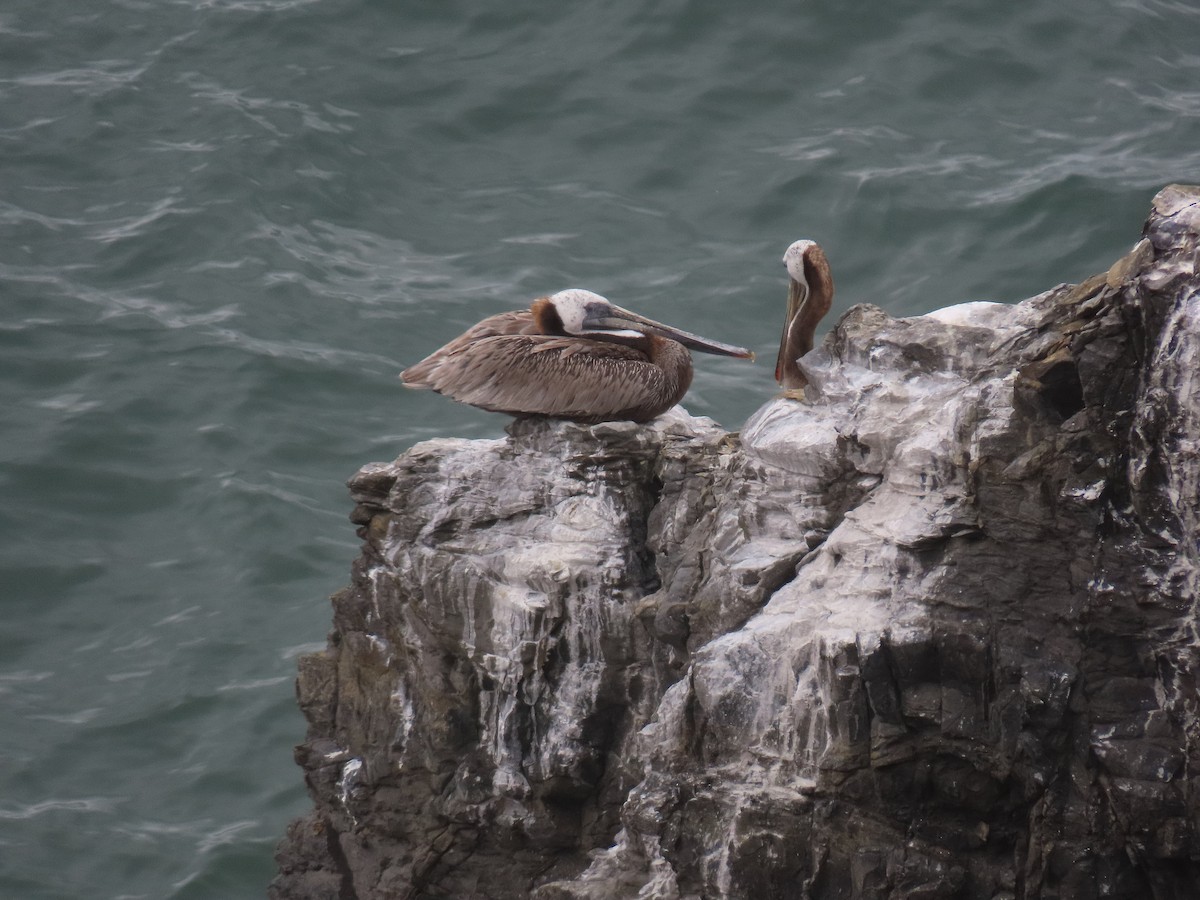 Brown Pelican - ML620870320