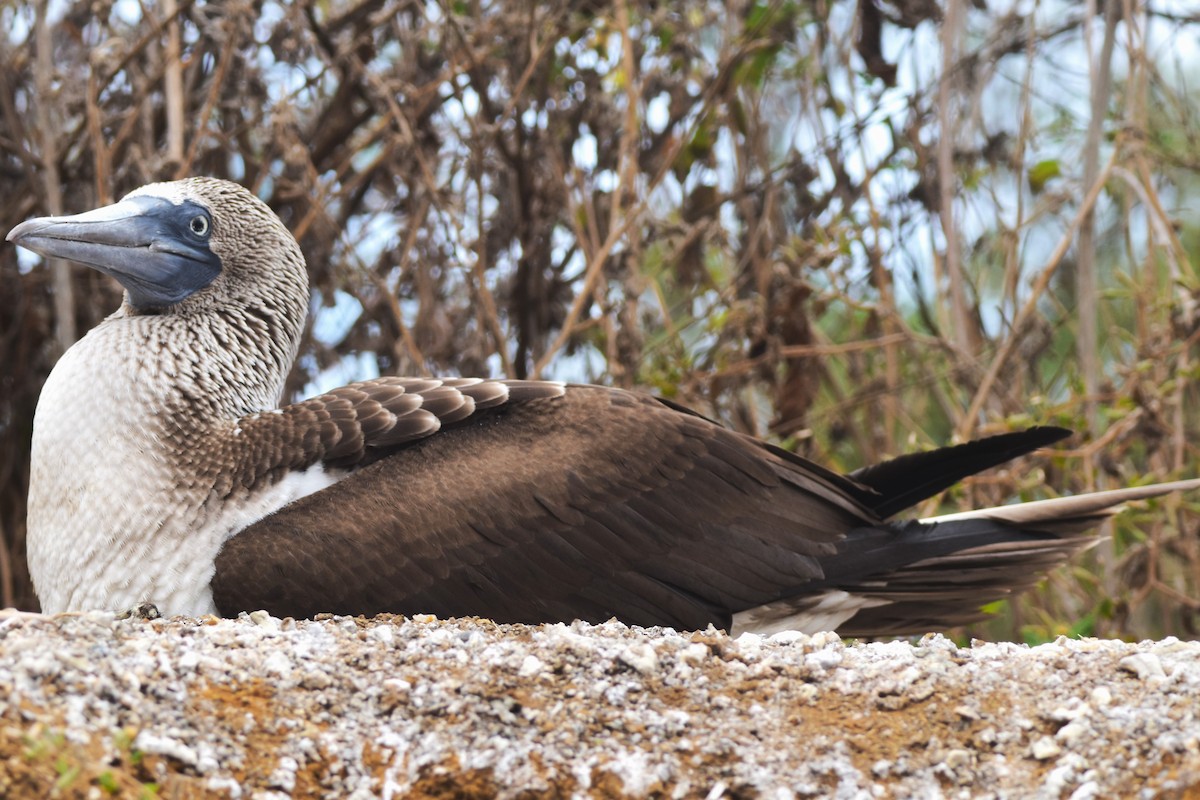 Blue-footed Booby - ML620870324