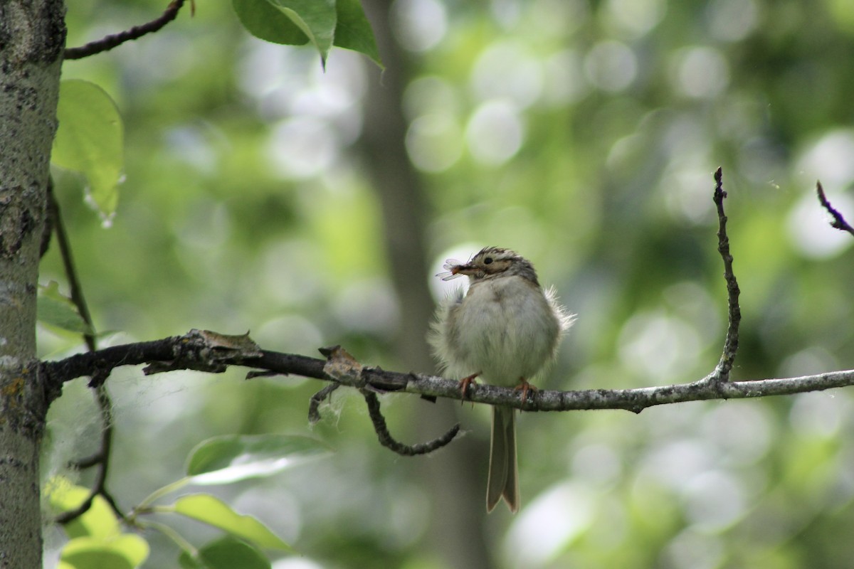 Clay-colored Sparrow - Anne R.