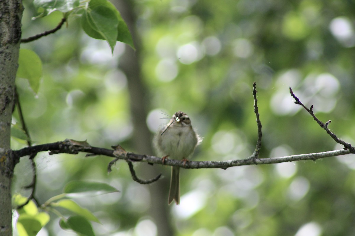 Clay-colored Sparrow - ML620870335