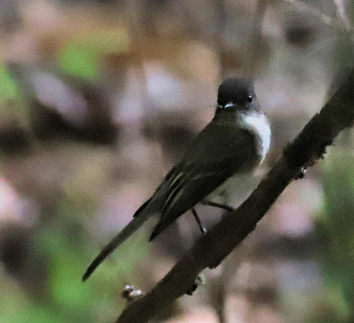 Eastern Phoebe - ML620870340