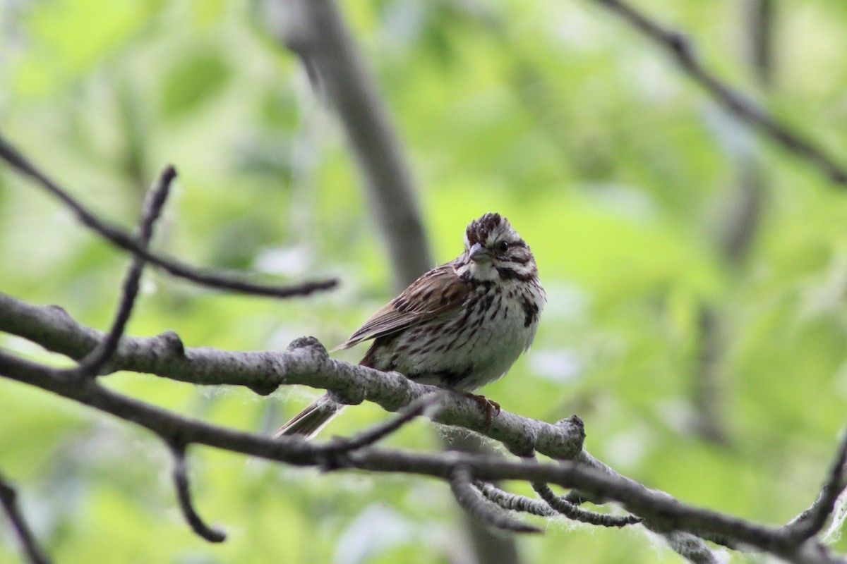 Song Sparrow (melodia/atlantica) - ML620870342