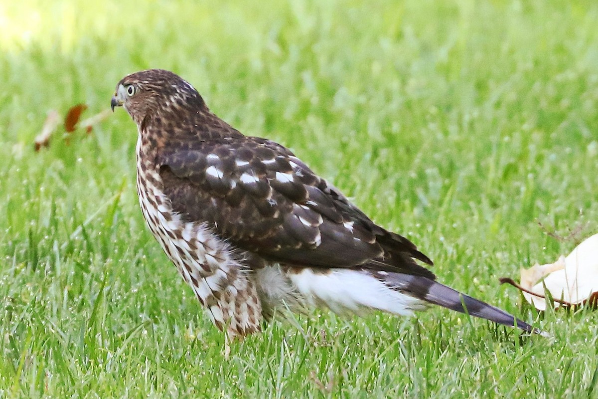 Cooper's Hawk - ML620870346