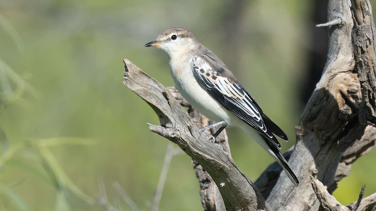 White-winged Triller - ML620870359