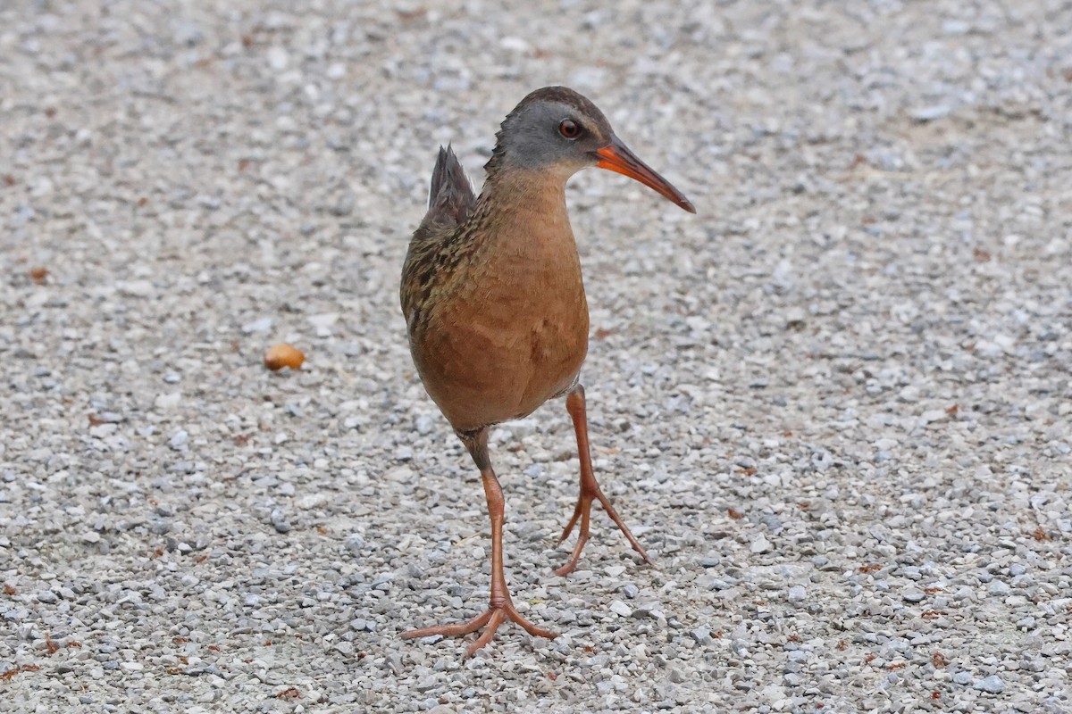 Virginia Rail - Cathy Brown