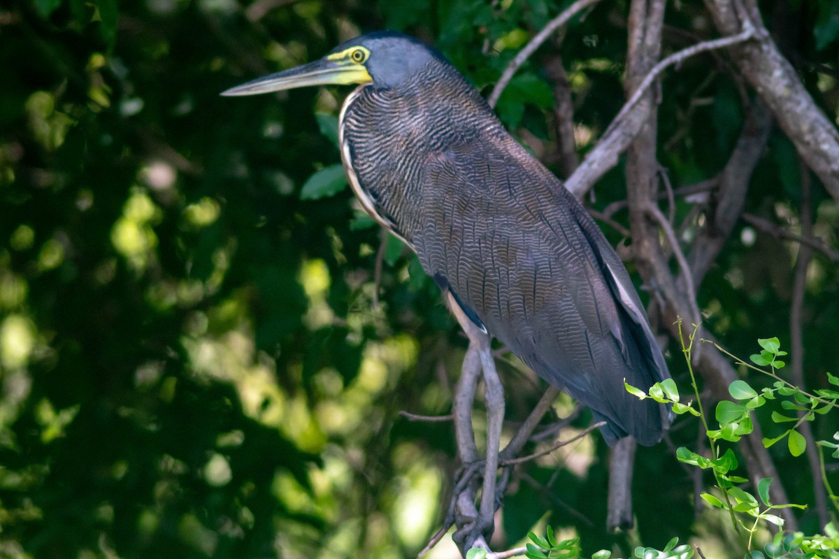 Bare-throated Tiger-Heron - ML620870366