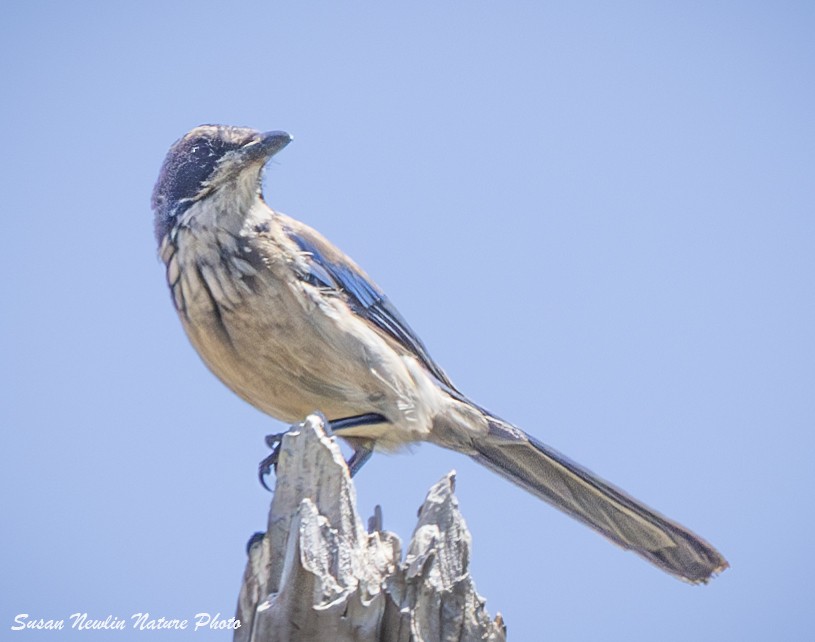 California Scrub-Jay - ML620870367