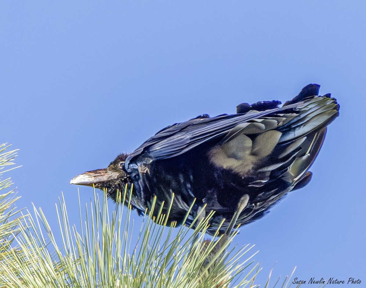 American Crow - ML620870377