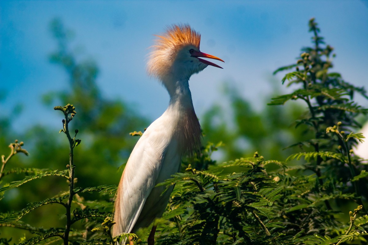 Western Cattle Egret - ML620870380