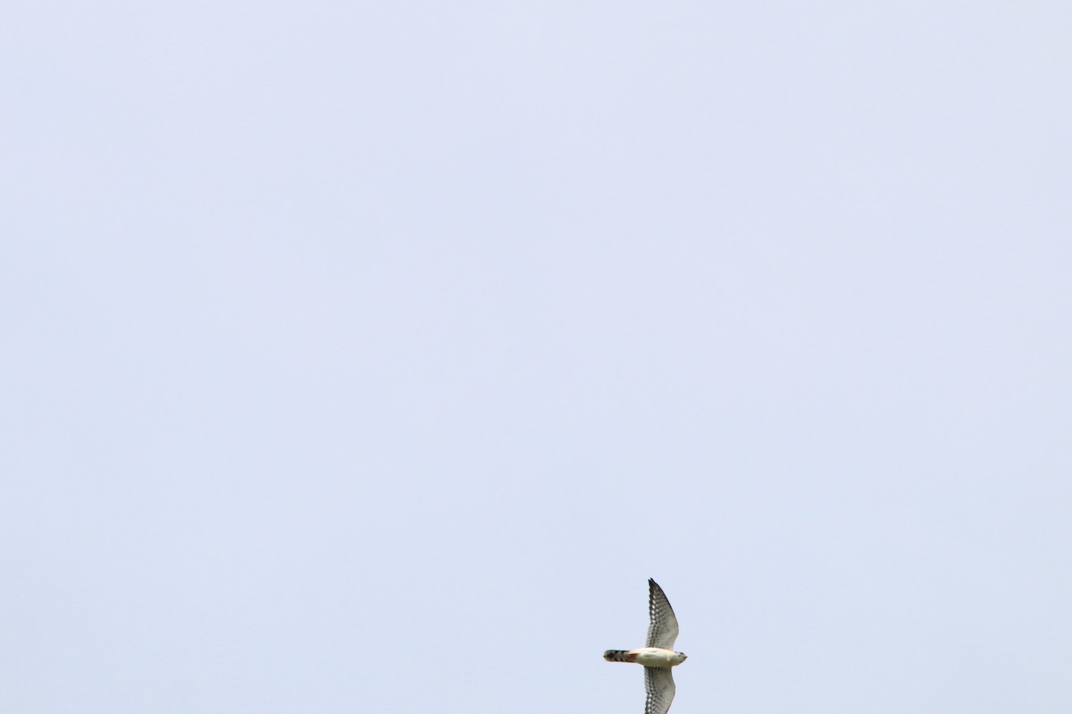 American Kestrel - ML620870384