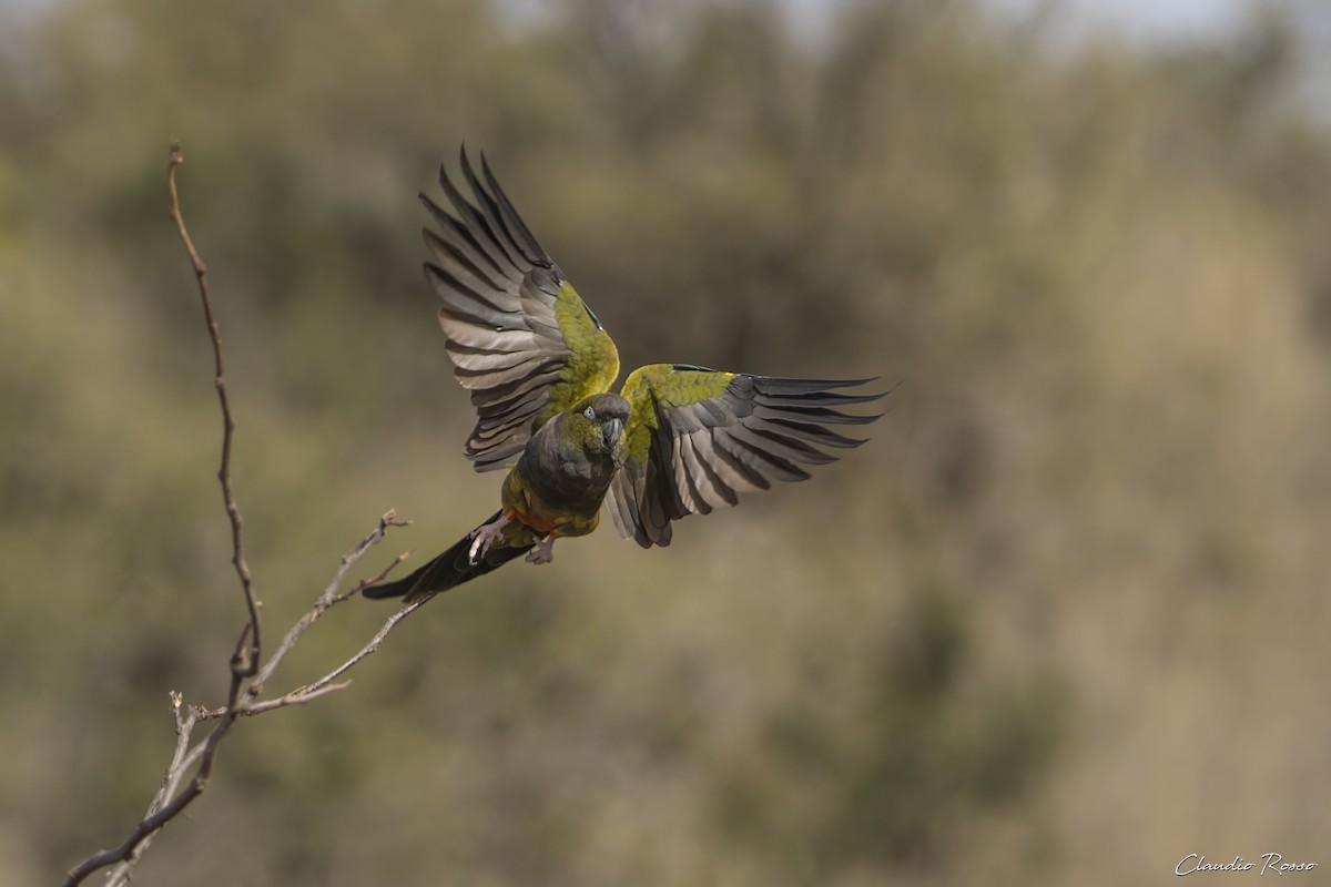Burrowing Parakeet - ML620870386