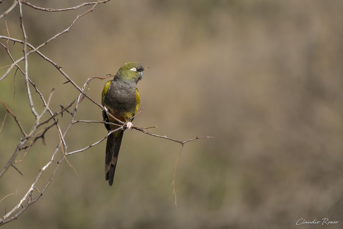 Burrowing Parakeet - ML620870388
