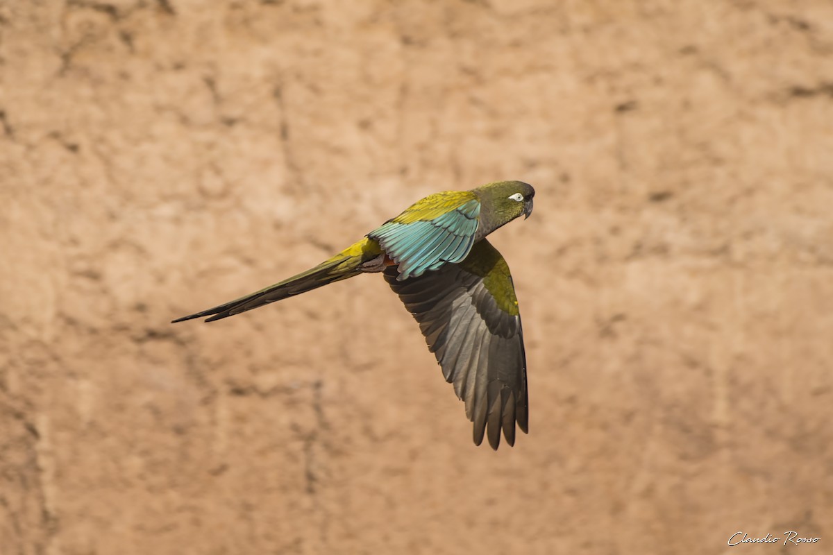 Burrowing Parakeet - ML620870389