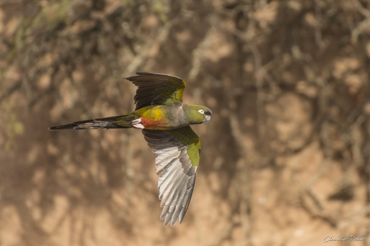 Burrowing Parakeet - ML620870390