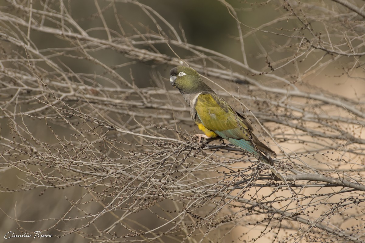 Burrowing Parakeet - ML620870391