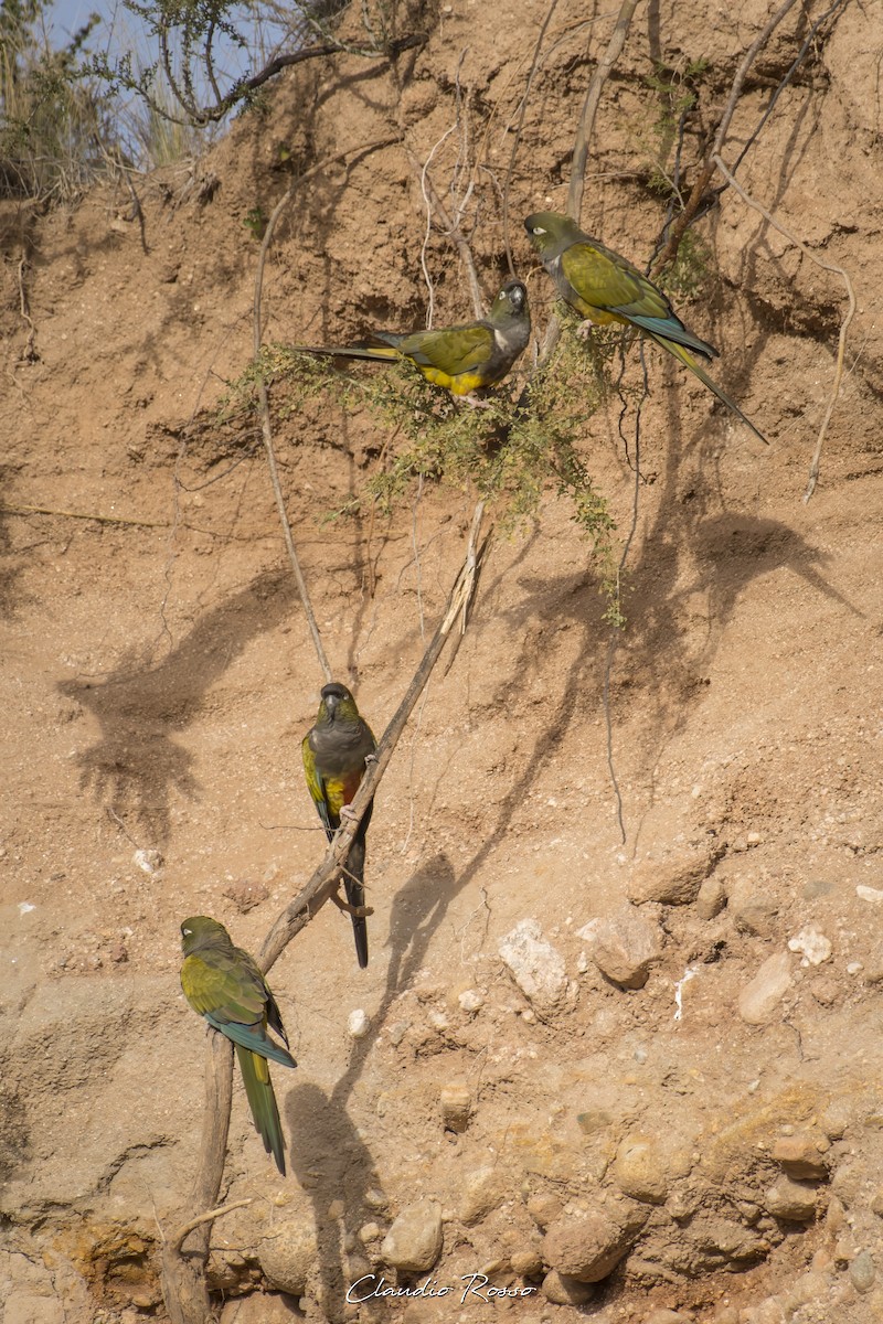 Burrowing Parakeet - ML620870392