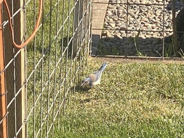 California Scrub-Jay - ML620870398