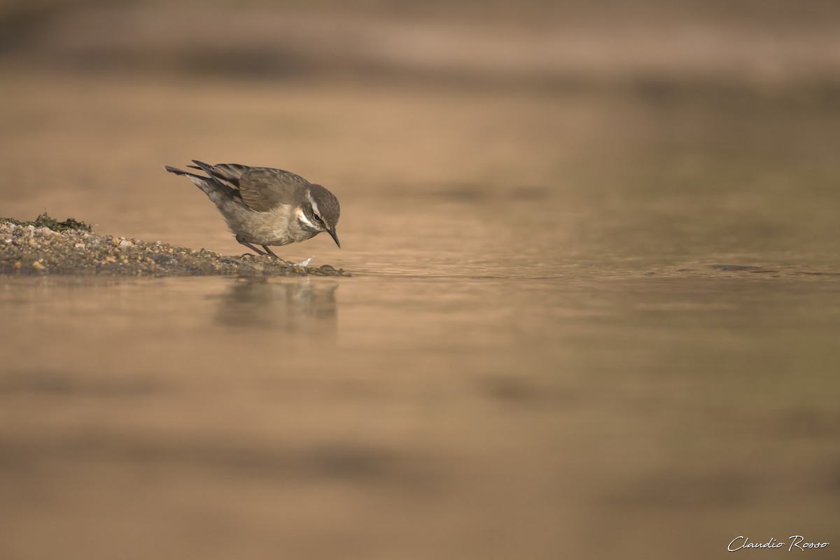 Buff-winged Cinclodes - ML620870404