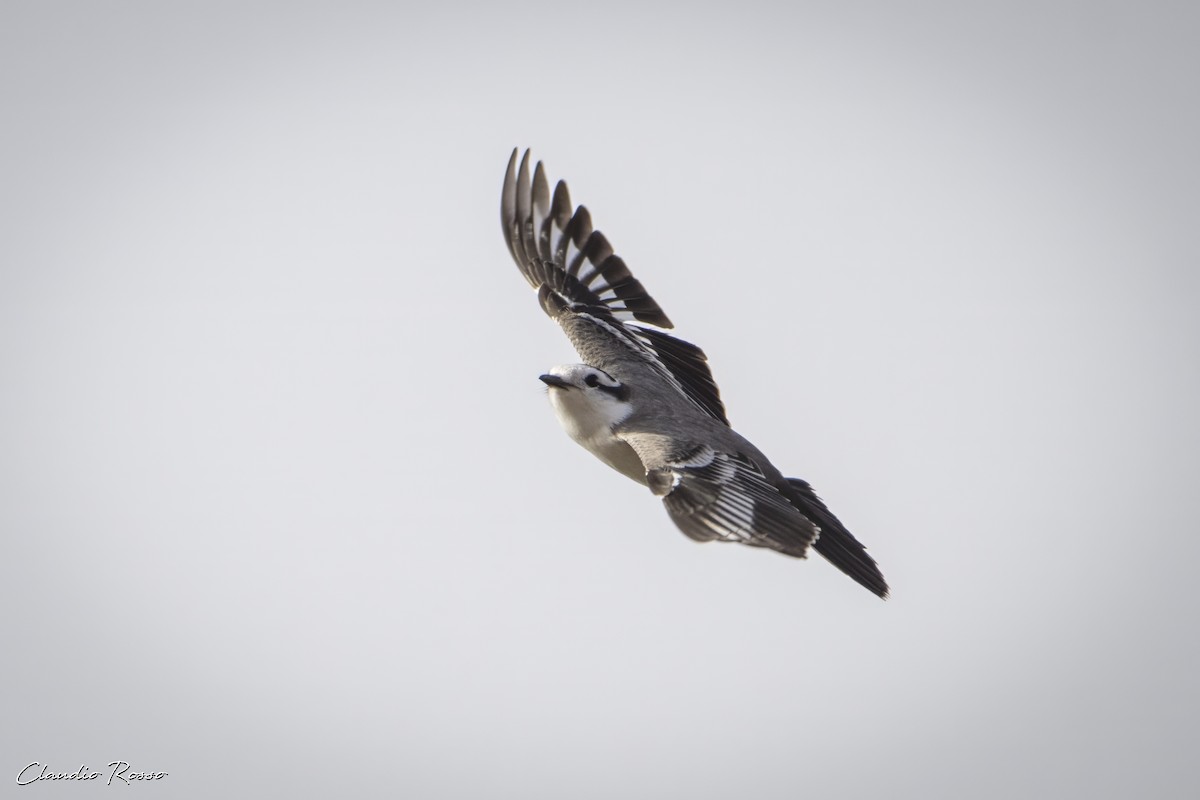 Black-crowned Monjita - ML620870412