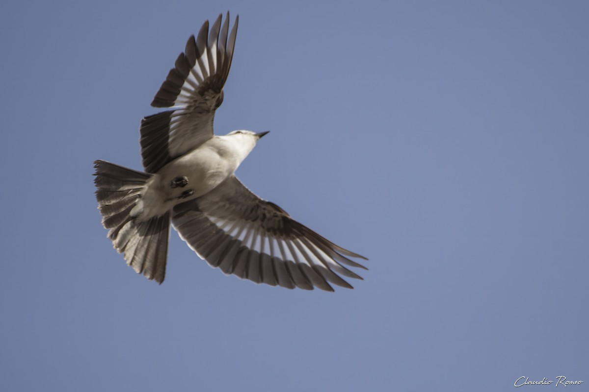 Black-crowned Monjita - ML620870413