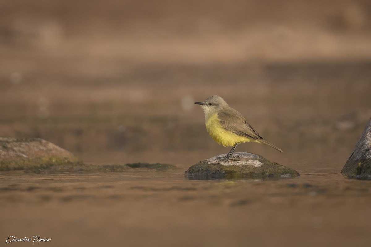 Cattle Tyrant - ML620870416