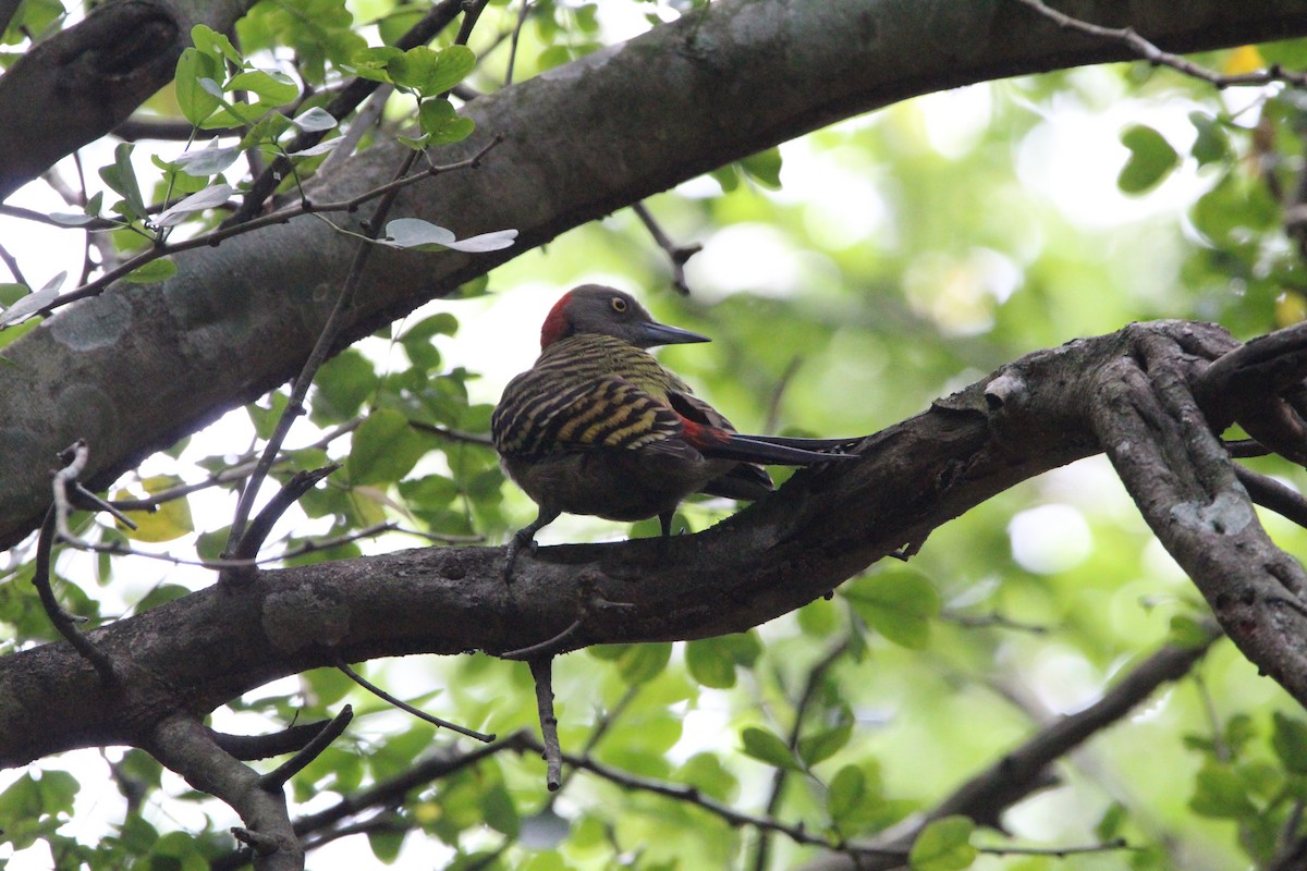 Hispaniolan Woodpecker - ML620870419