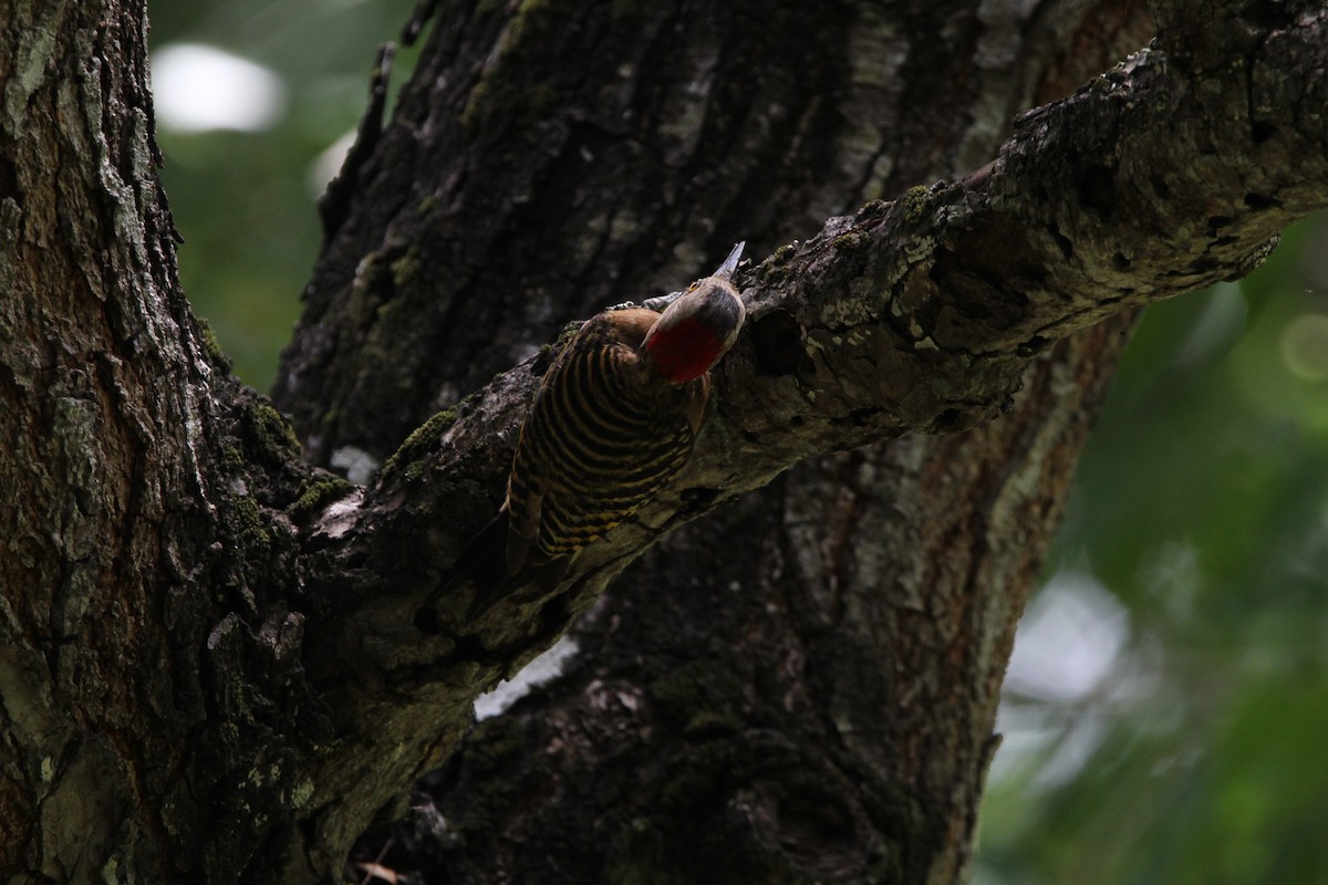 Hispaniolan Woodpecker - ML620870420