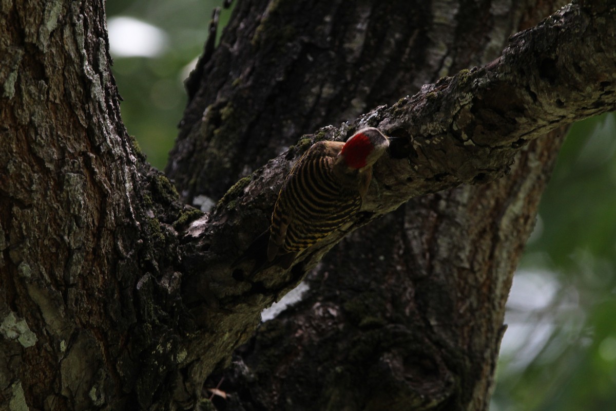 Hispaniolan Woodpecker - ML620870421